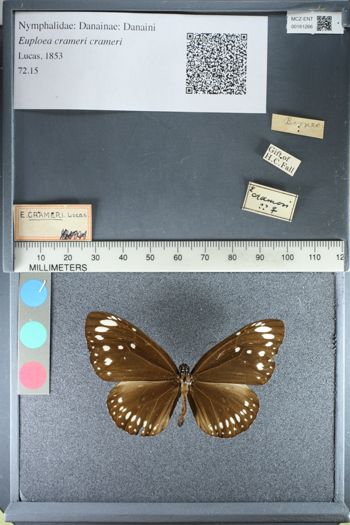 Media type: image;   Entomology 161266